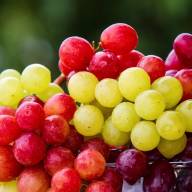 Działanie i właściwości ekstraktu z pestek winogron